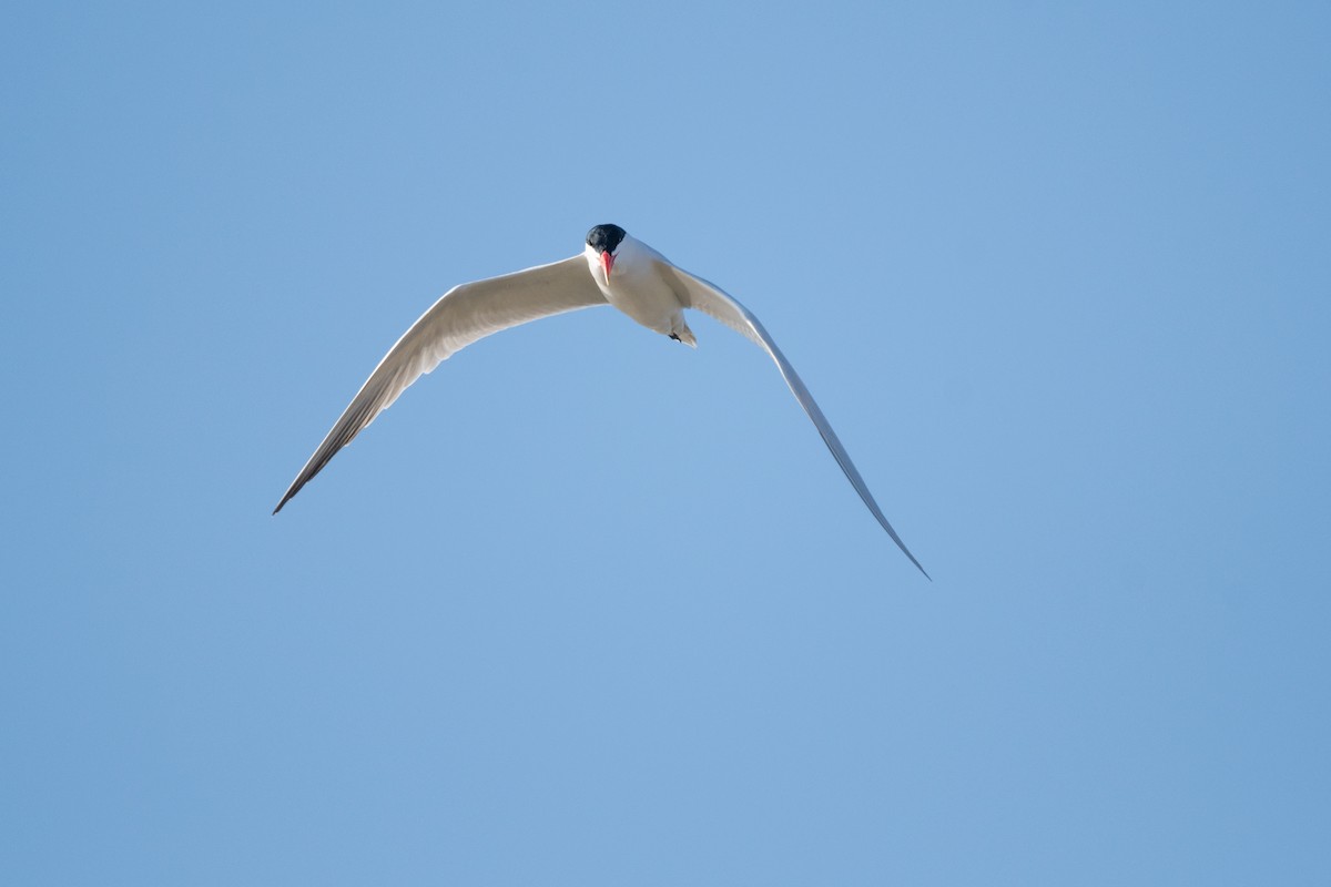 オニアジサシ - ML556404031