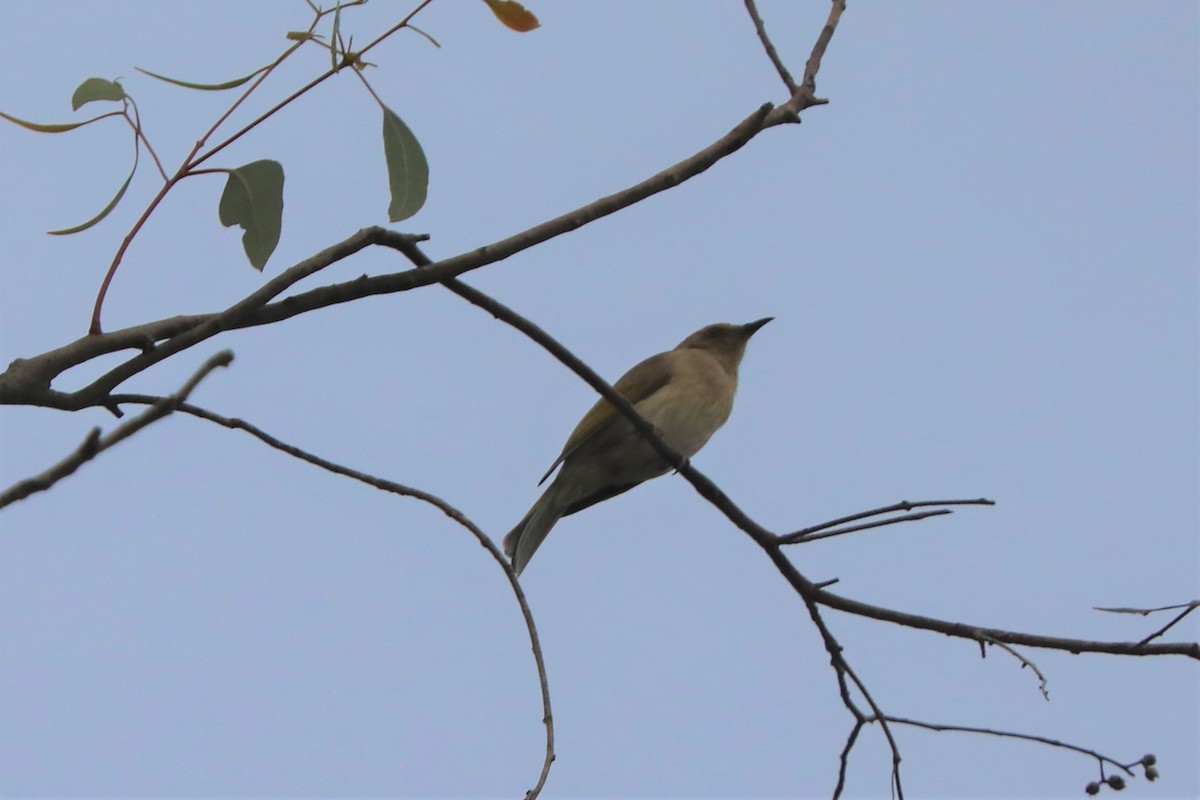 Fuscous Honeyeater - ML556404631