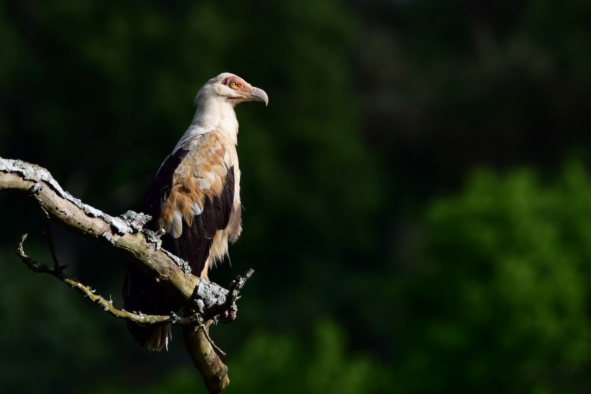 Palm-nut Vulture - Antoine Lacroix