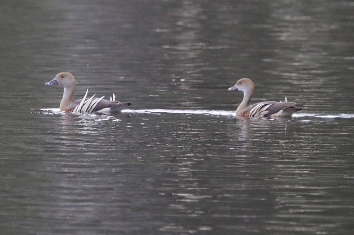 Plumed Whistling-Duck - ML556404711