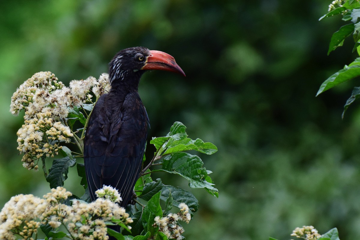 Crowned Hornbill - Antoine Lacroix