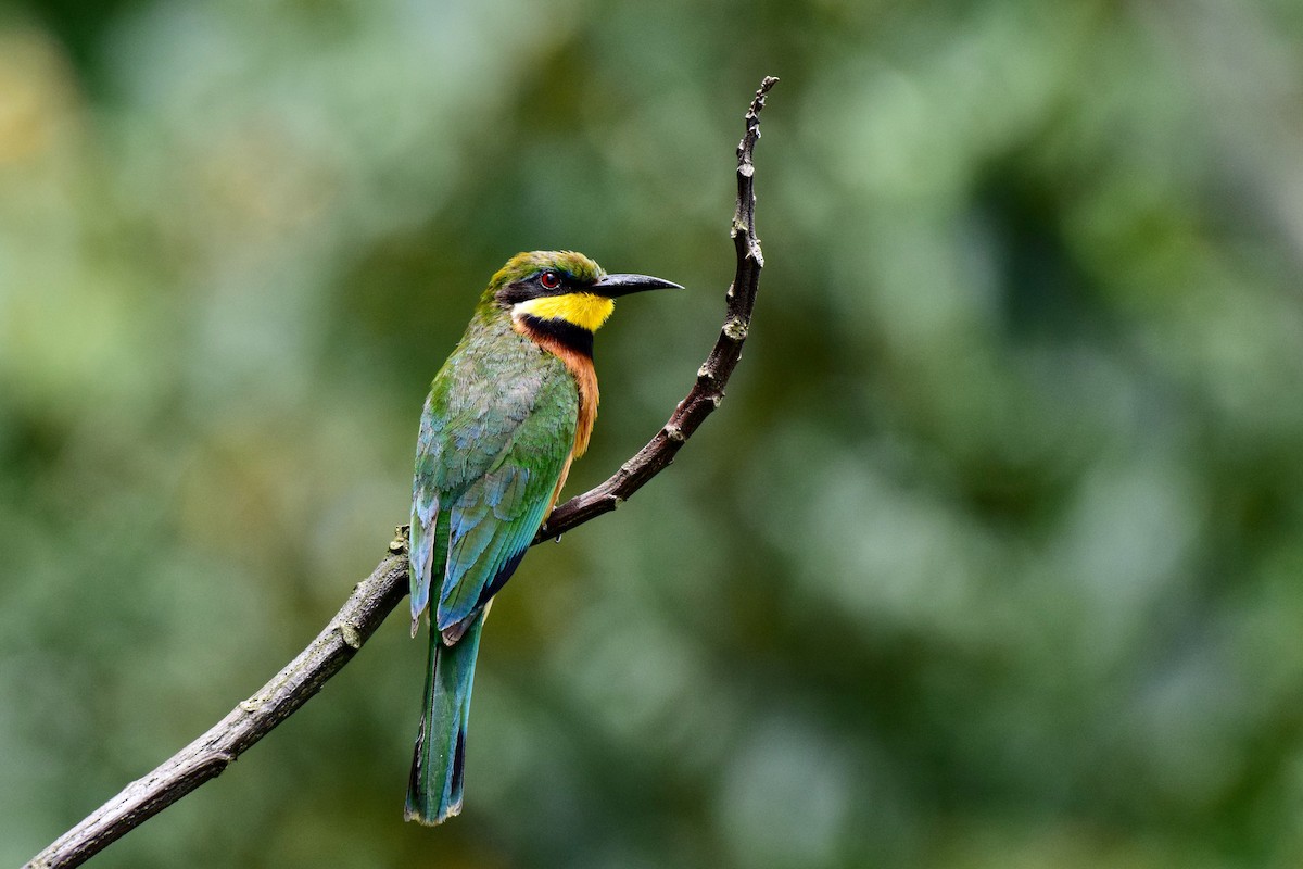 Cinnamon-chested Bee-eater - Antoine Lacroix