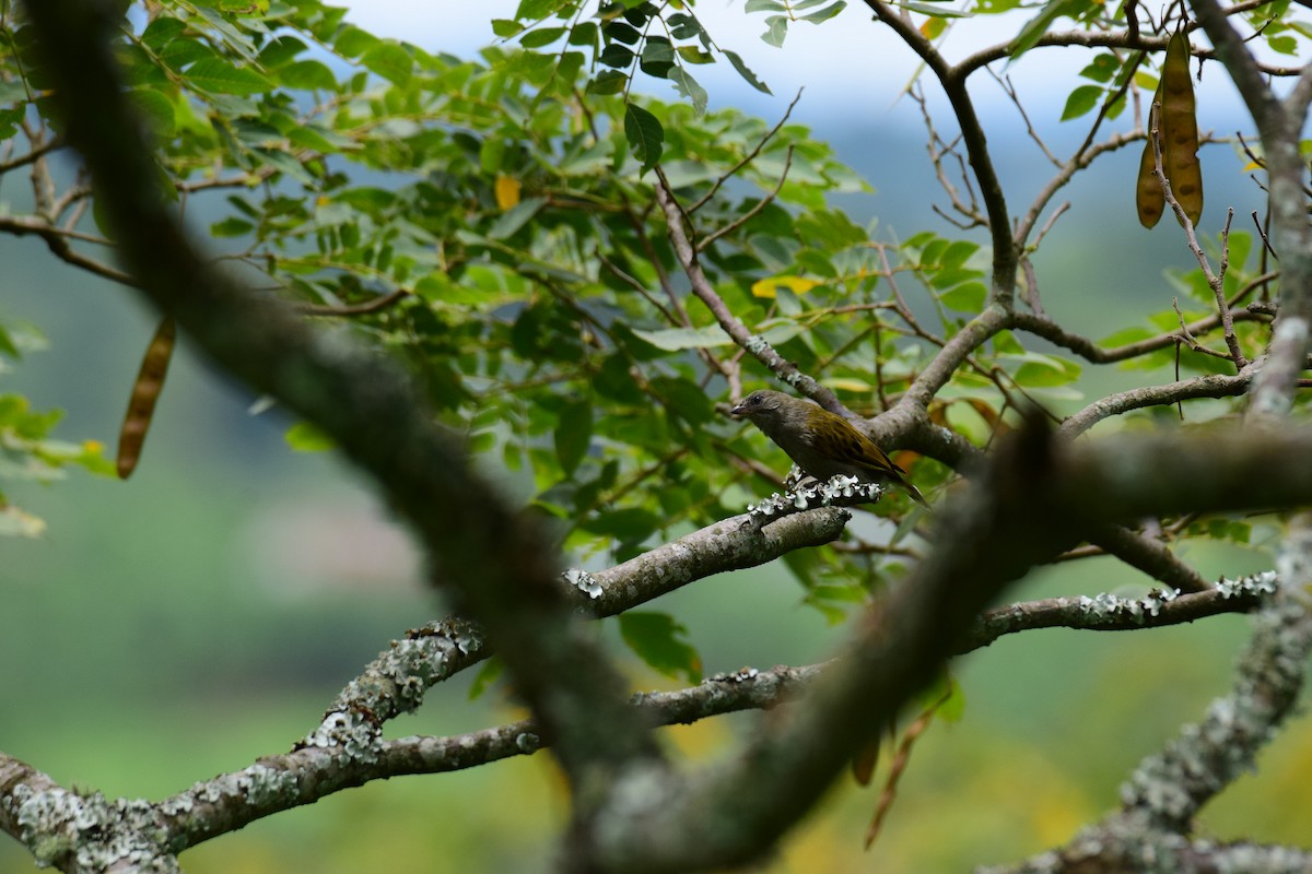 Lesser Honeyguide - Antoine Lacroix