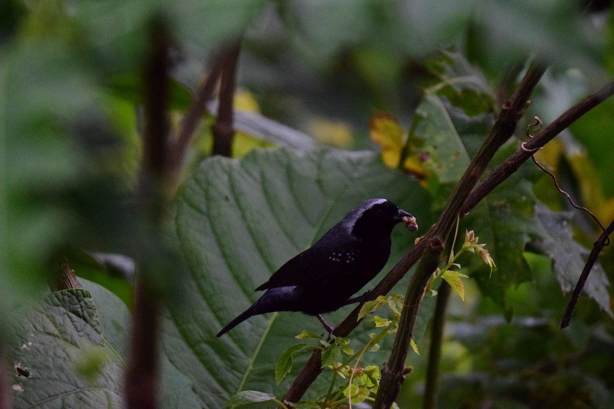 Gray-headed Nigrita - Antoine Lacroix