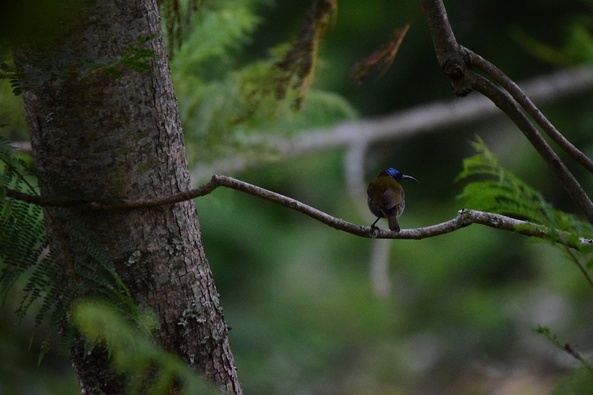 Green-headed Sunbird - Antoine Lacroix