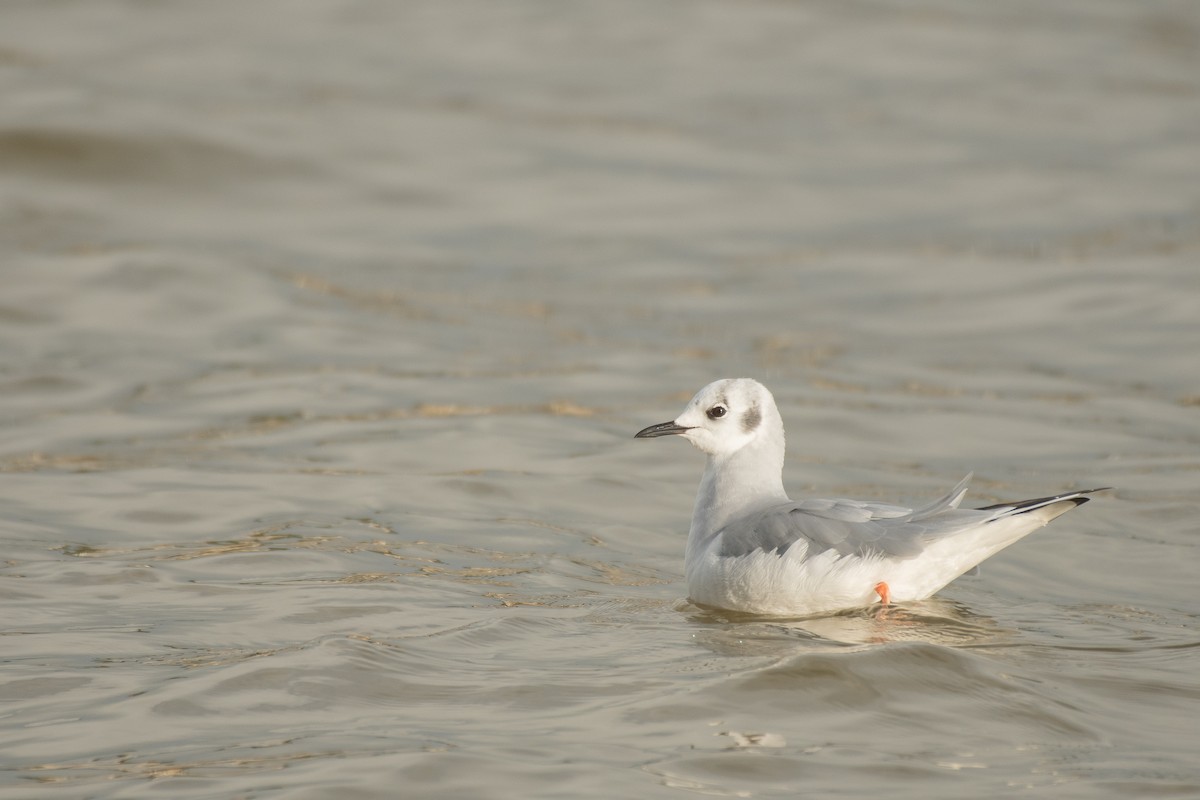 Bonaparte's Gull - ML556407191