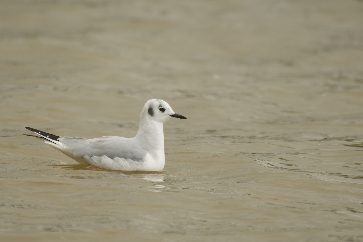 Bonaparte's Gull - ML556407201