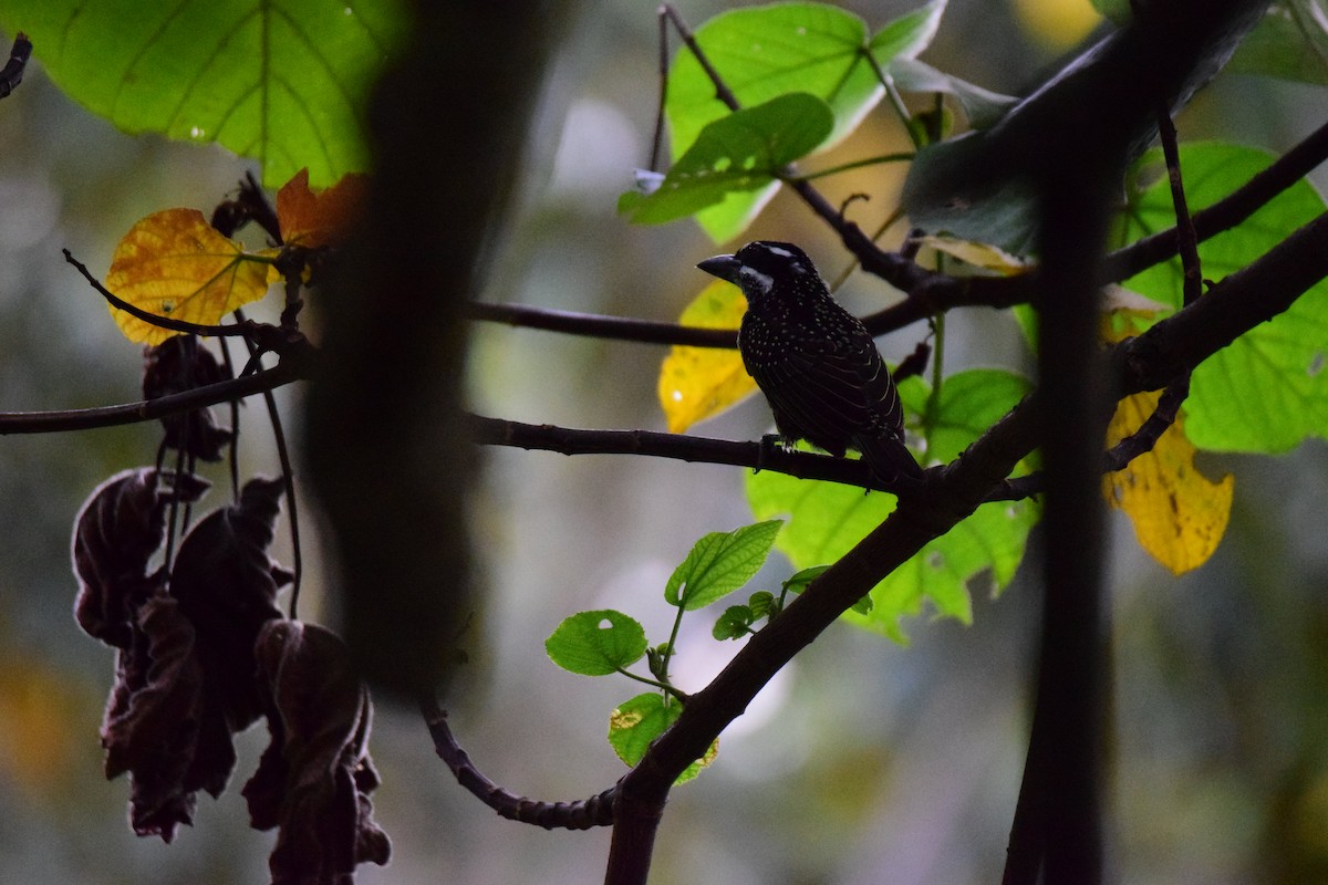 Hairy-breasted Barbet - ML556407231