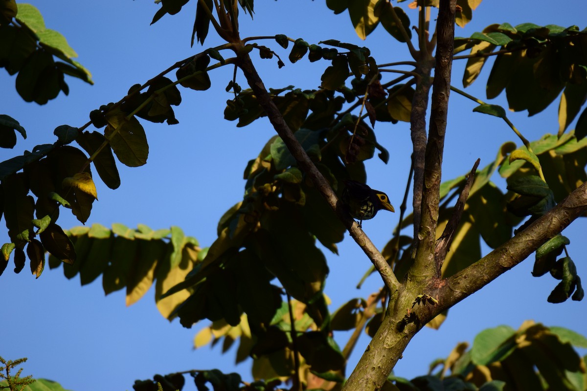 Yellow-billed Barbet - Antoine Lacroix