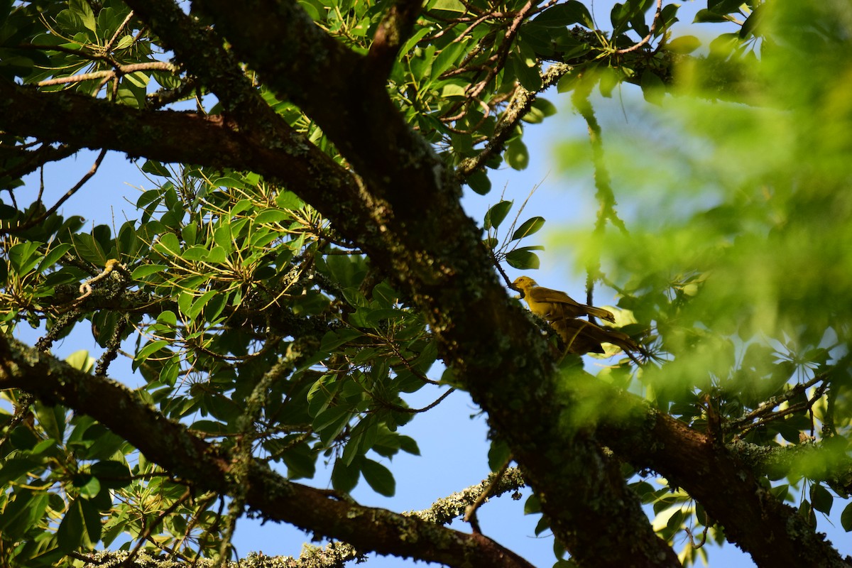 Joyful Greenbul - Antoine Lacroix