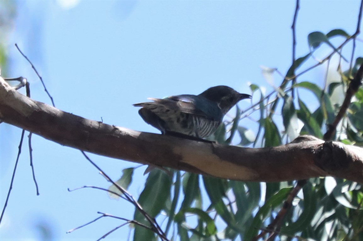 Shining Bronze-Cuckoo - ML556407531