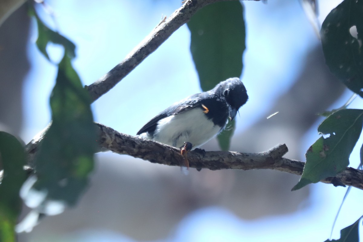 Leaden Flycatcher - ML556407611