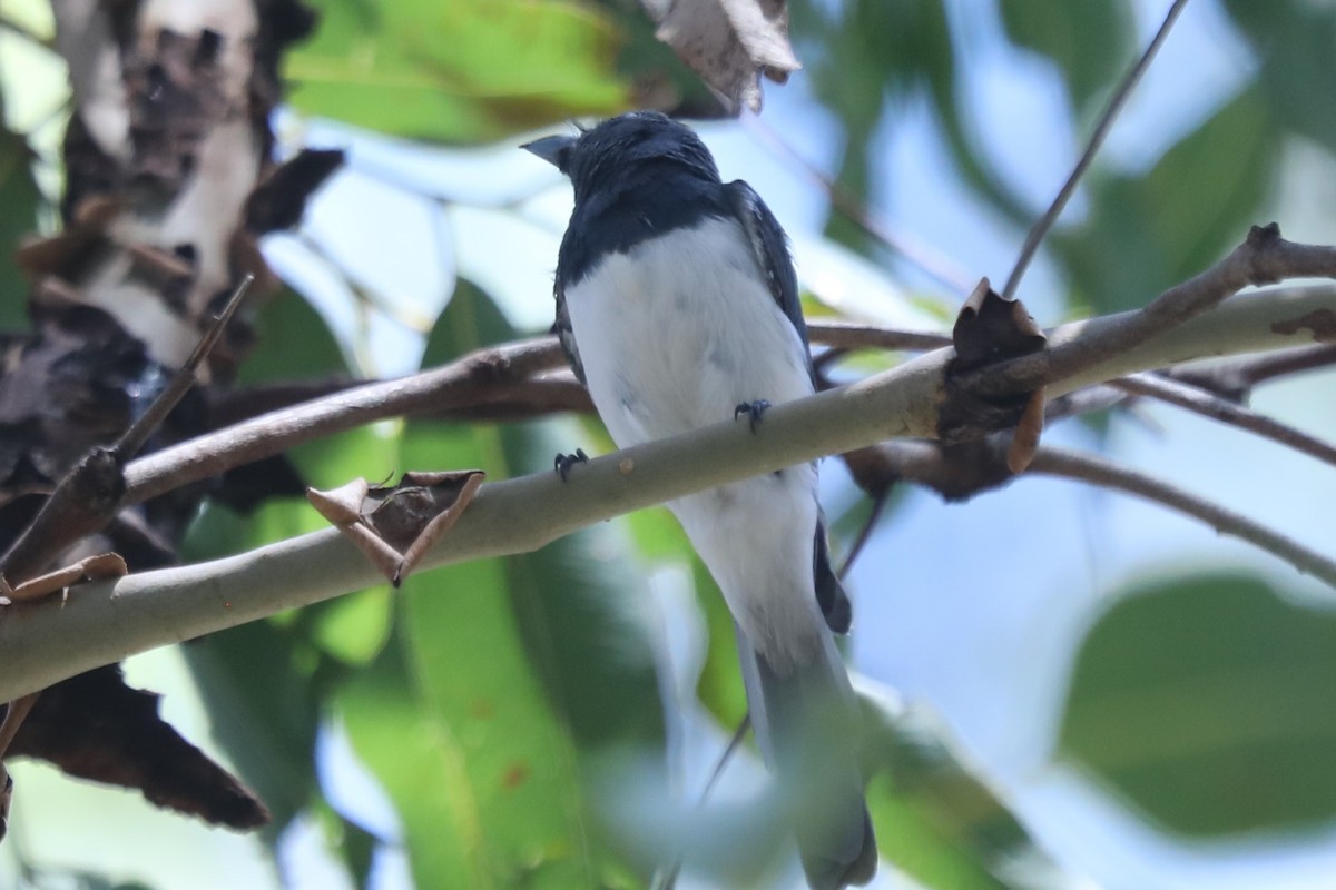 Leaden Flycatcher - ML556407731