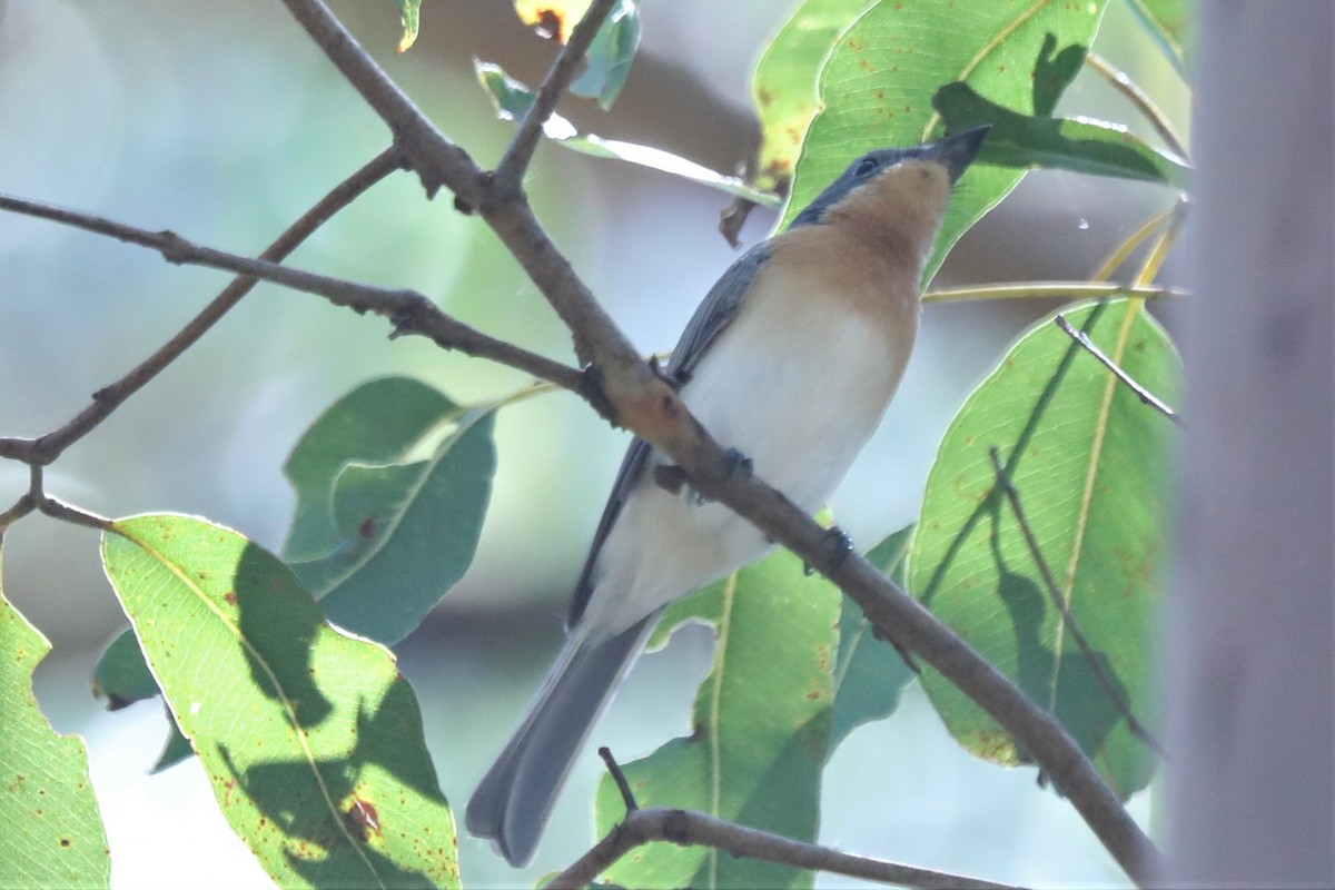 Leaden Flycatcher - ML556407791