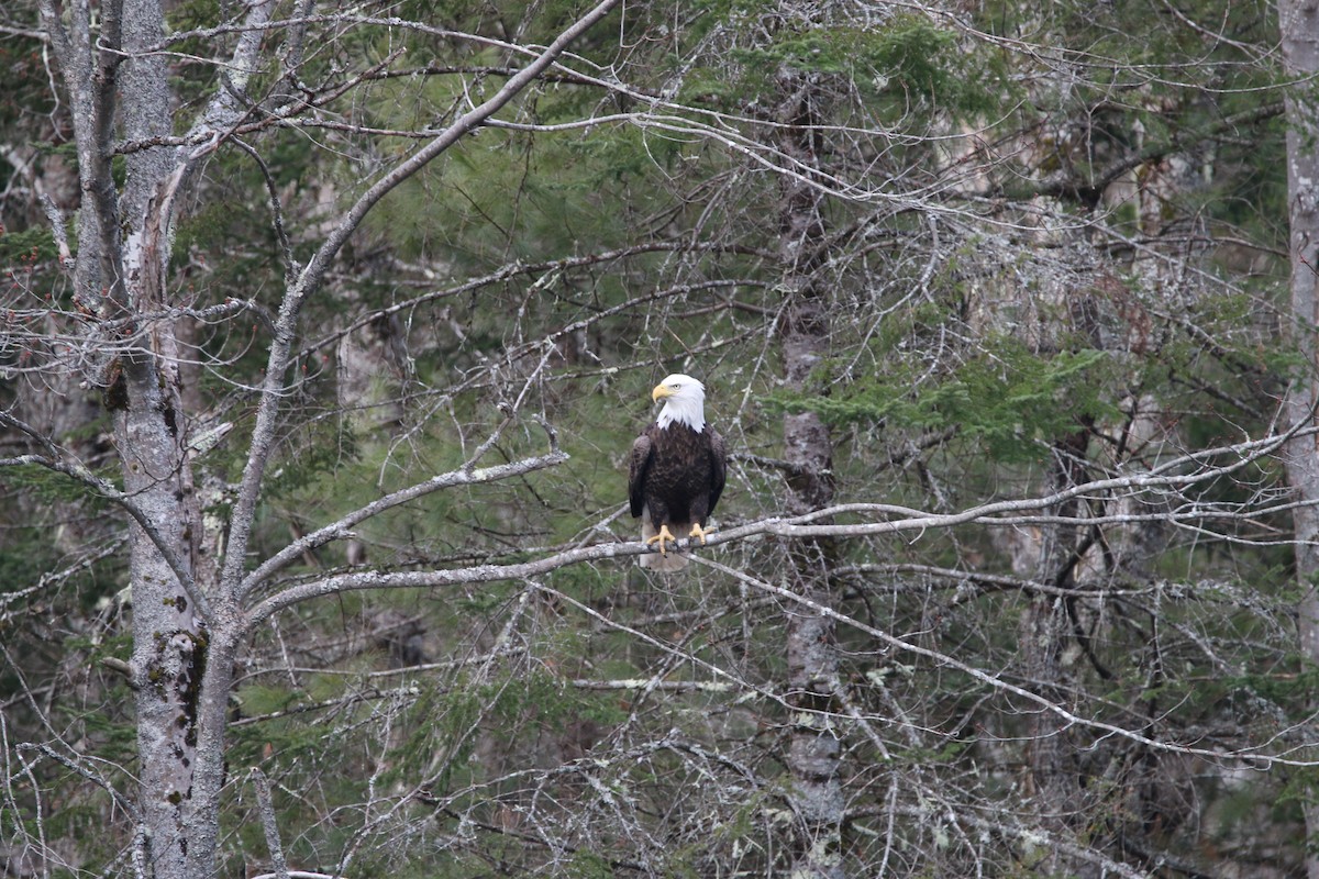 Bald Eagle - ML556409081