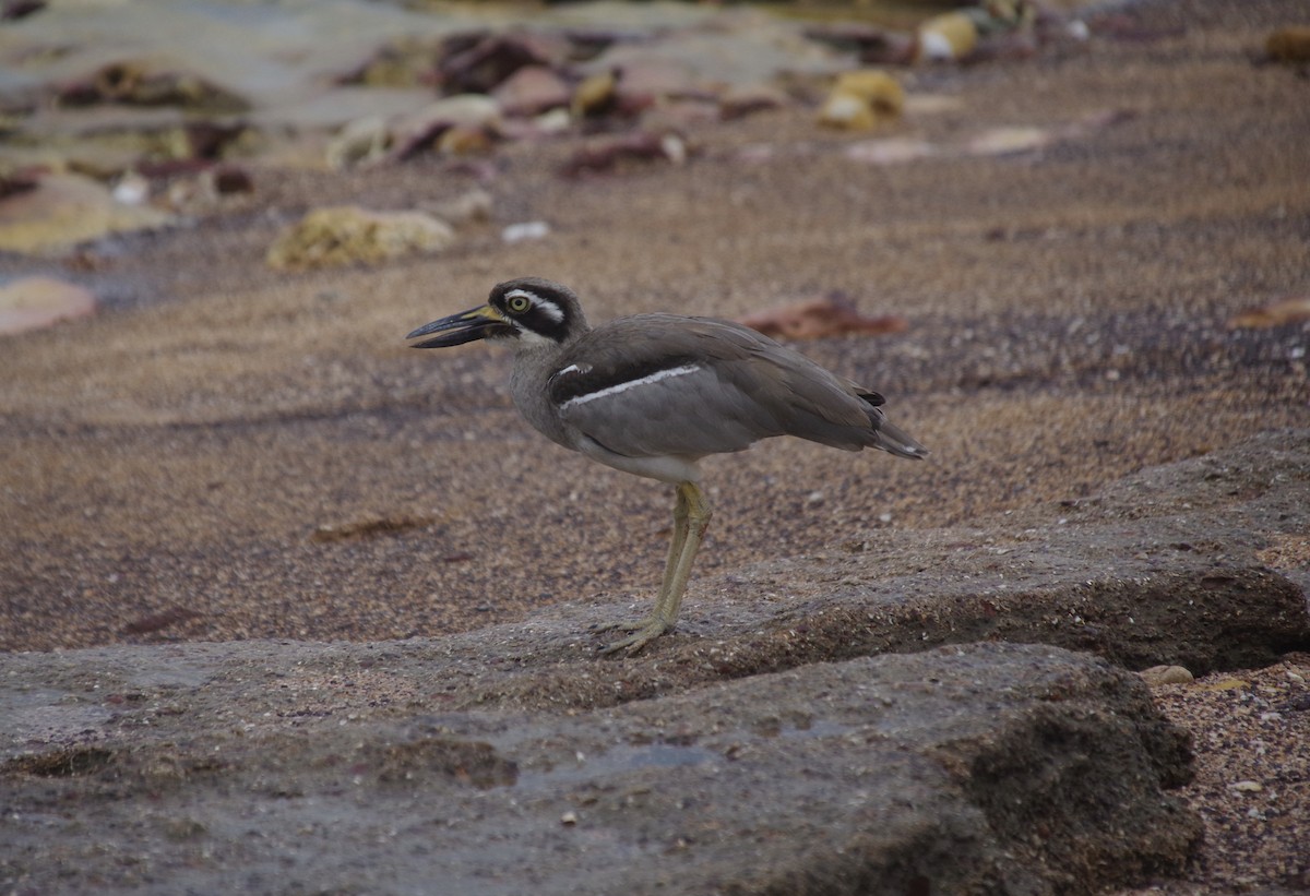 Beach Thick-knee - Max Weatherall