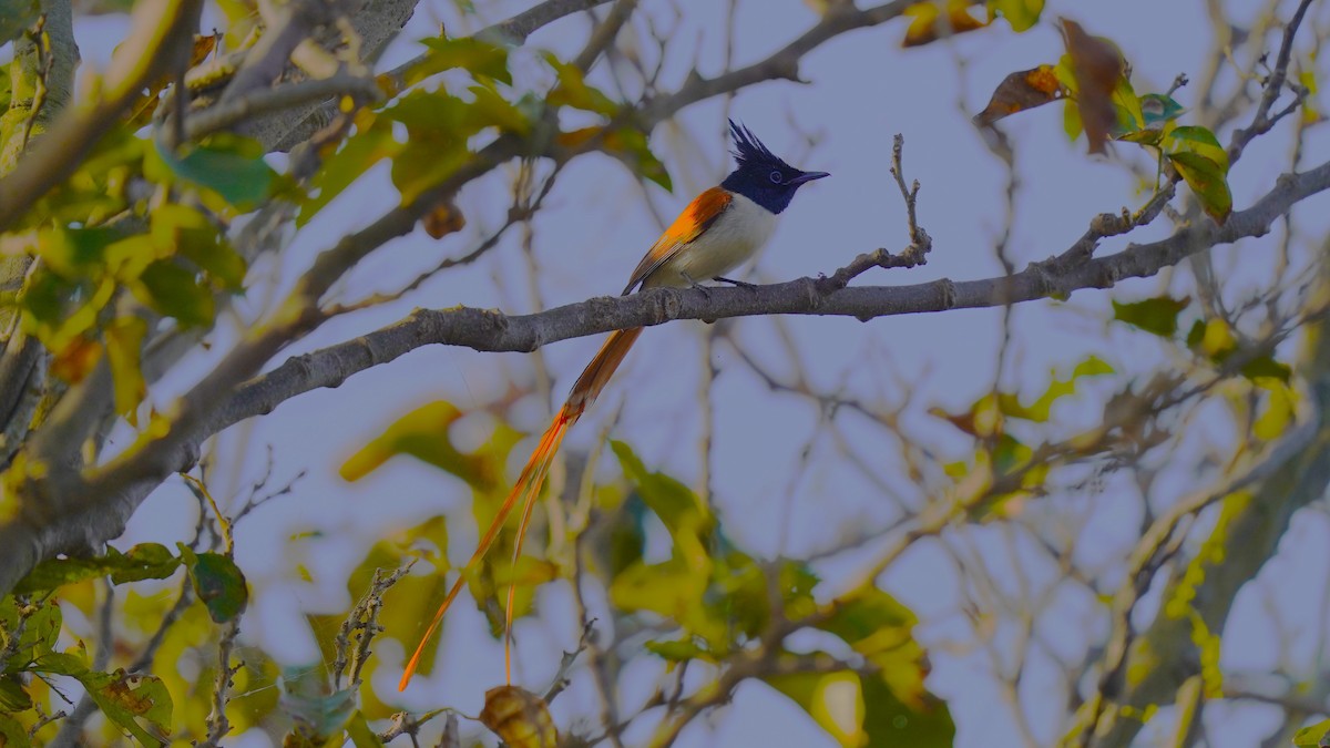 Indian Paradise-Flycatcher - ML556410461