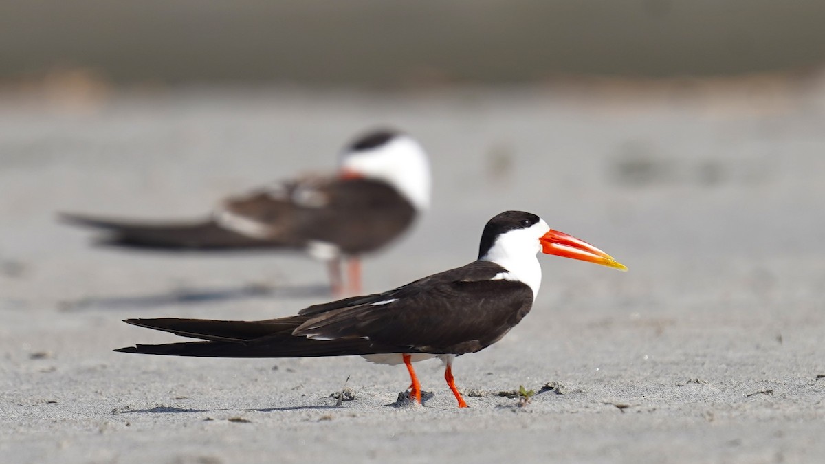 Indian Skimmer - ML556410891