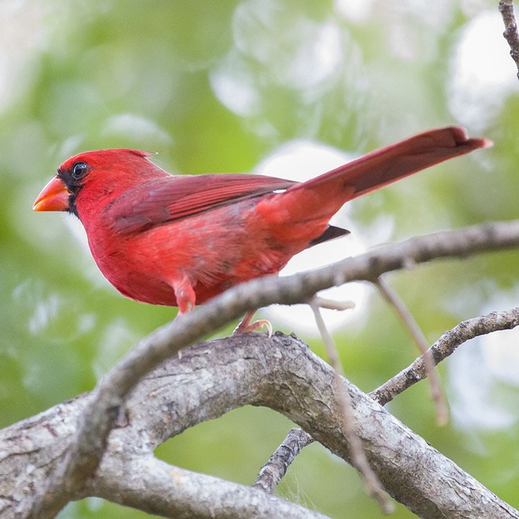 Cardinal rouge - ML556411531