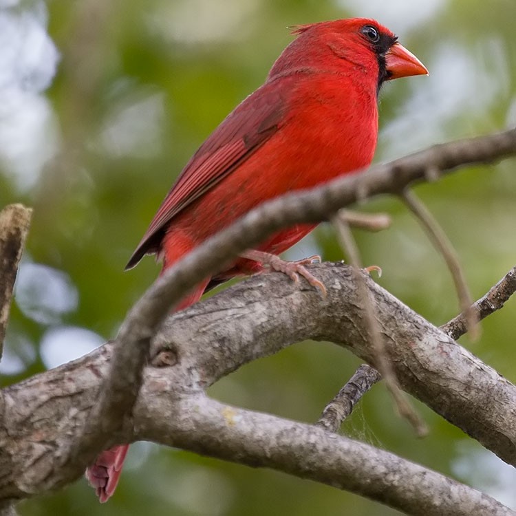 Cardinal rouge - ML556411541