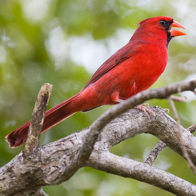 Cardinal rouge - ML556411551