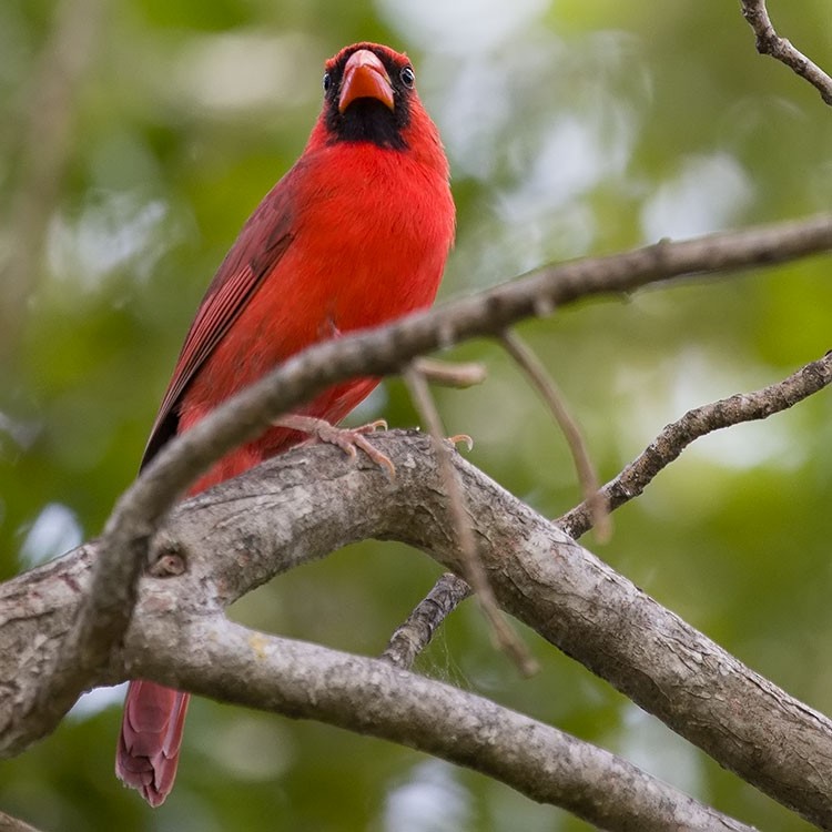 Cardinal rouge - ML556411561