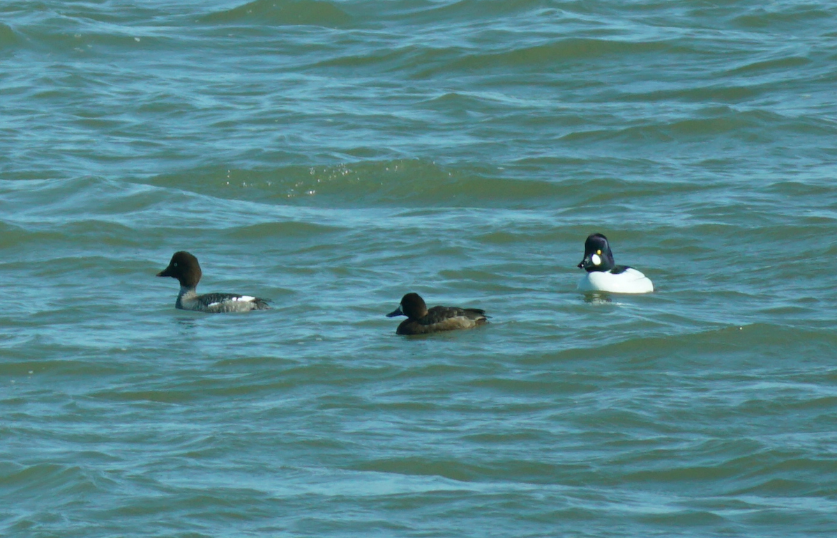 Lesser Scaup - Émile Brassard-Gourdeau