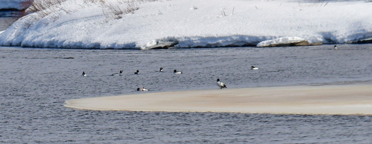 Common Goldeneye - ML556413111