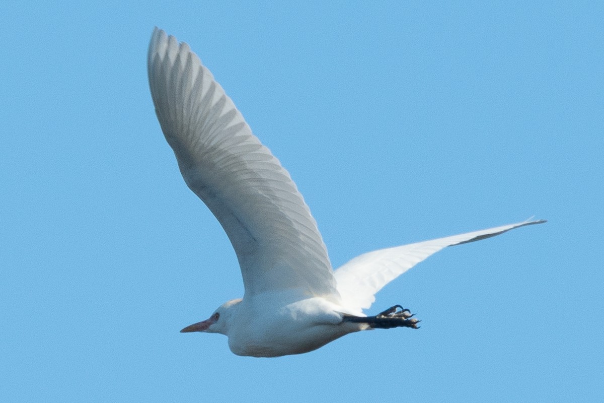 Western Cattle-Egret - Fredrik Bensch Strandin