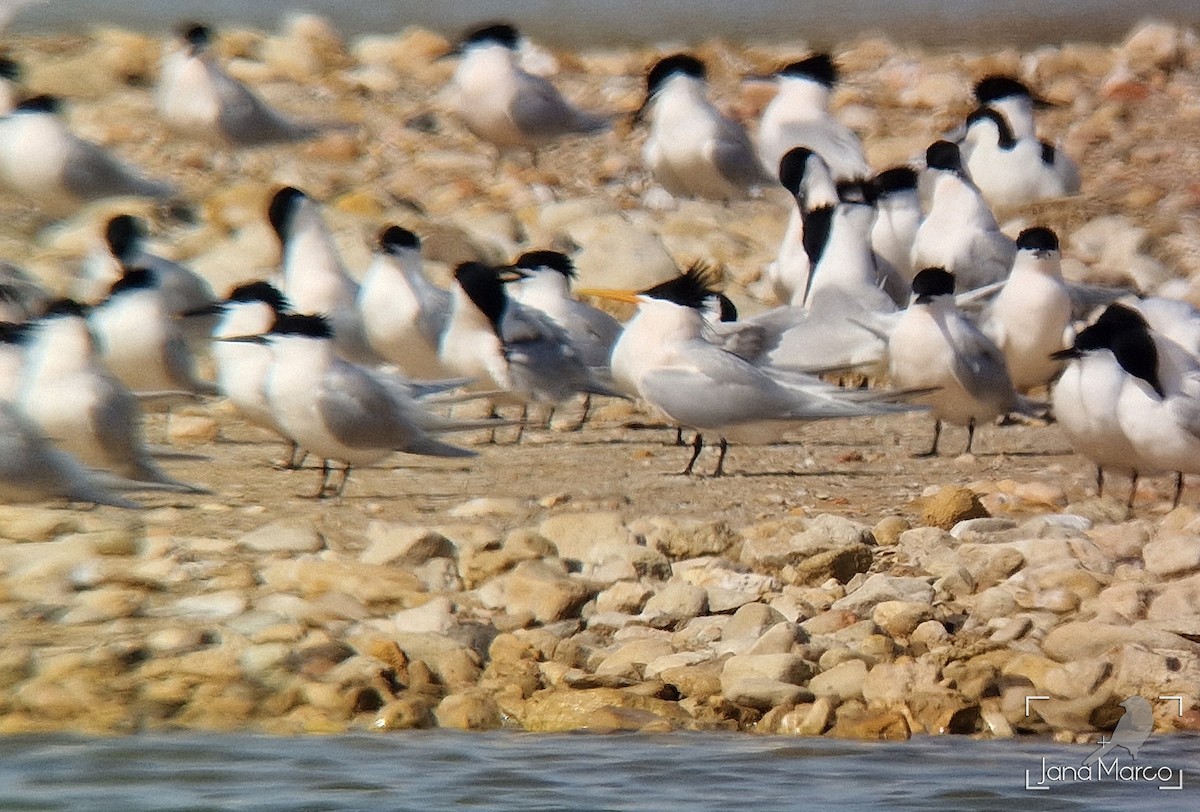 Elegant Tern - Jana Marco