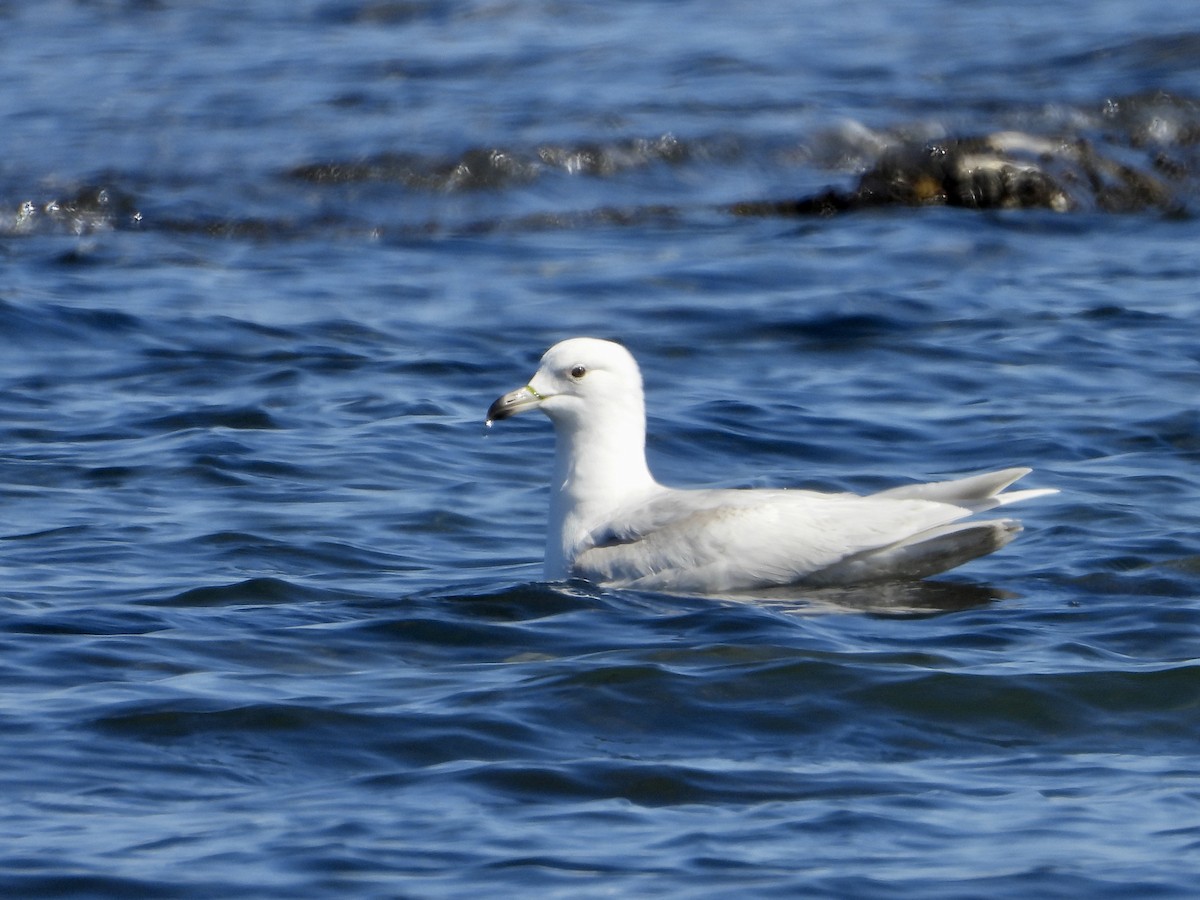 Glaucous Gull - ML556417651