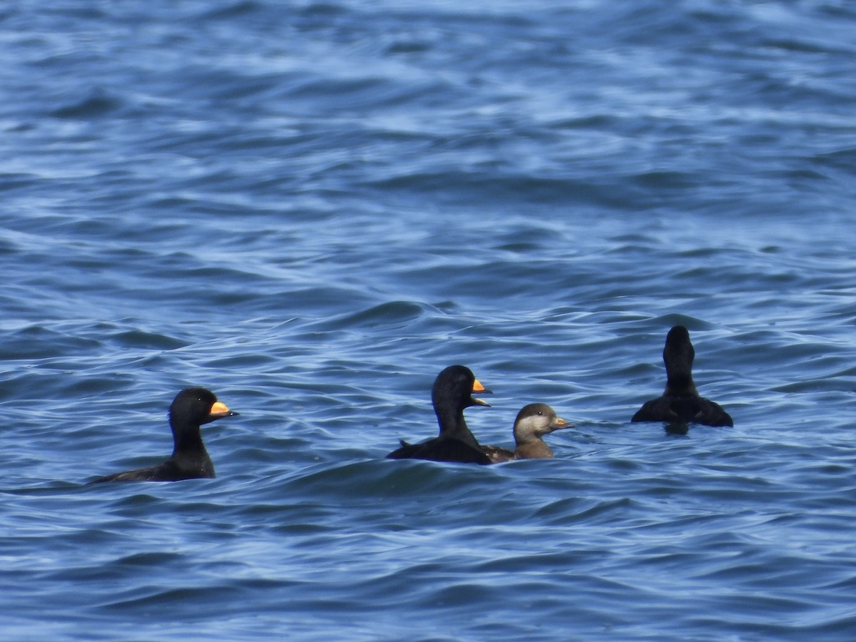 Black Scoter - ML556417881