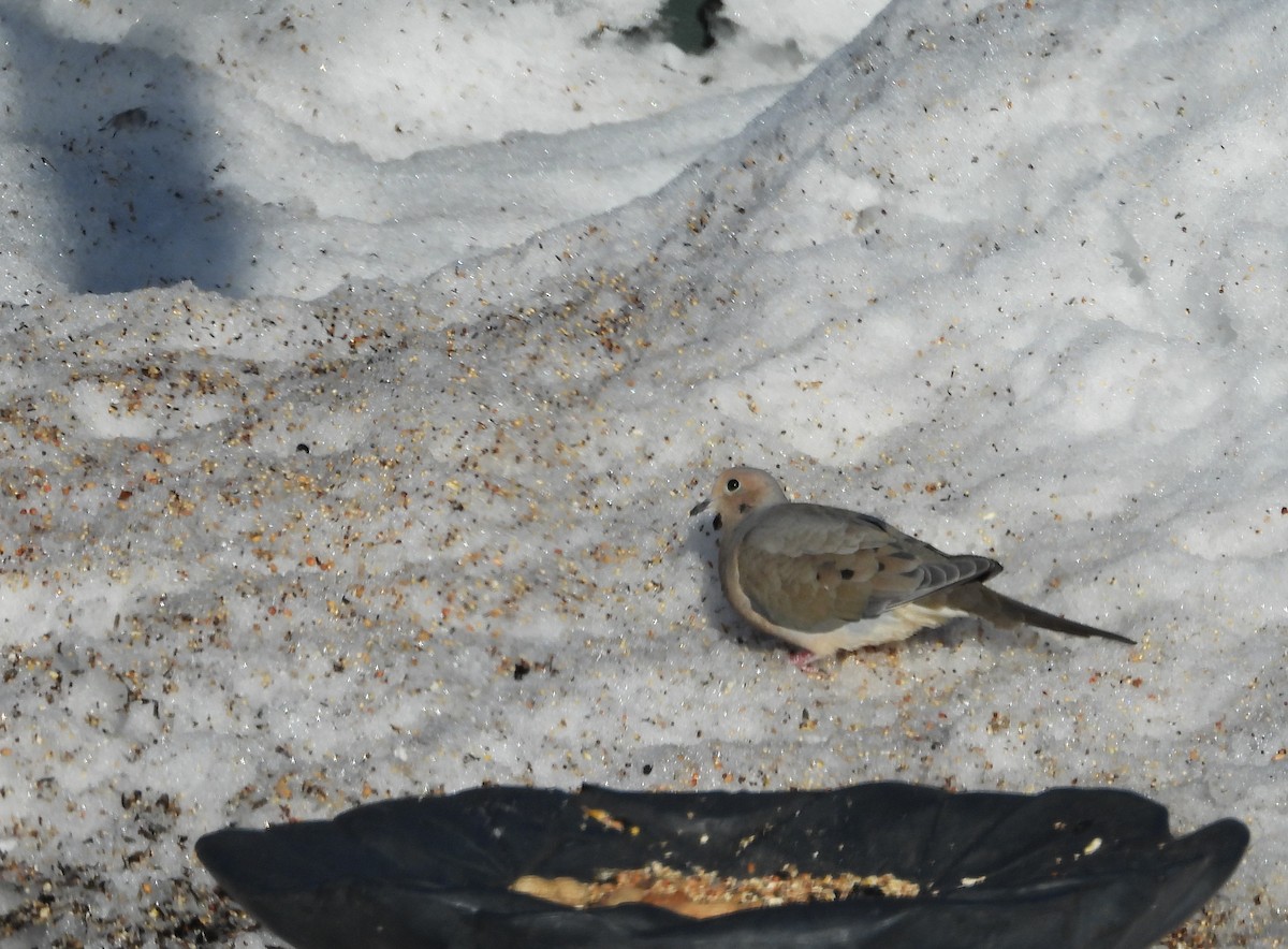 Mourning Dove - ML556418291