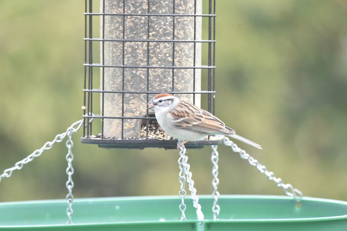 Chipping Sparrow - ML556418391