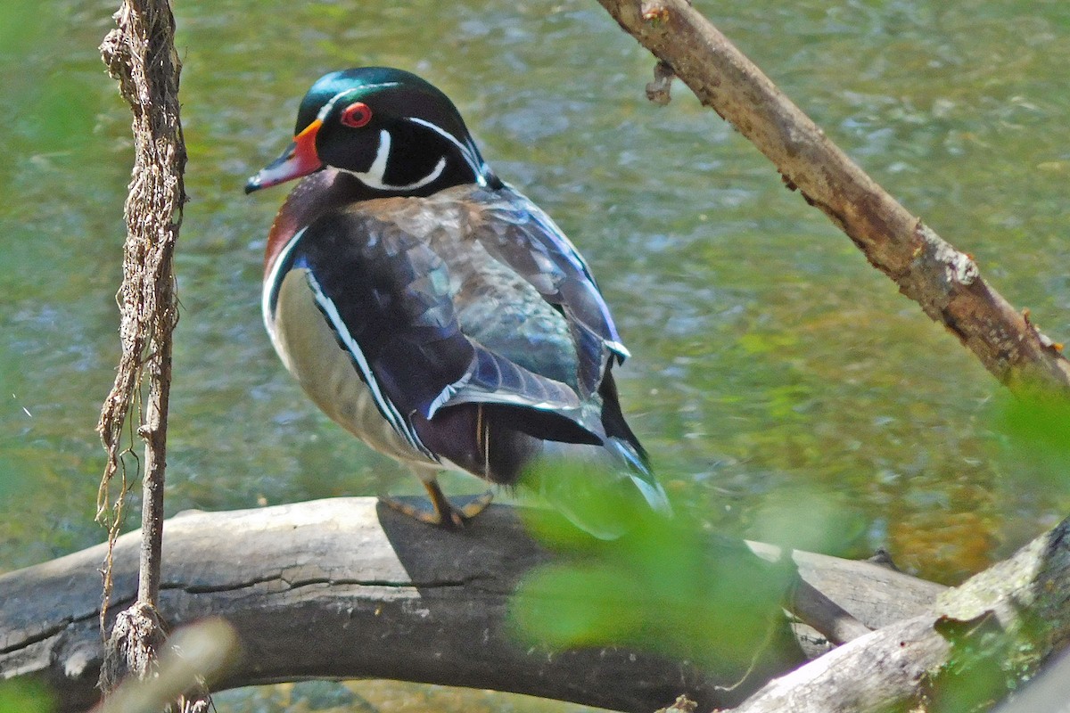 Wood Duck - ML55642091