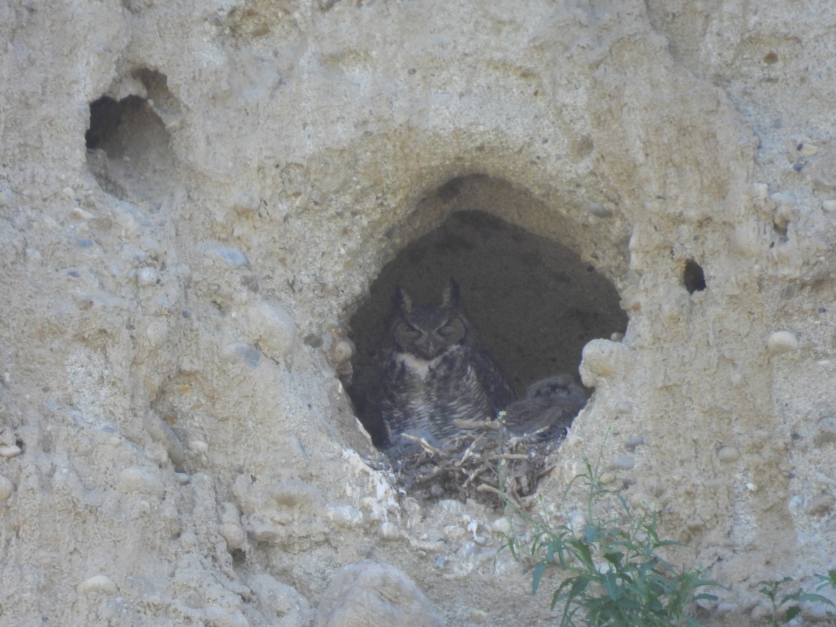 Great Horned Owl - ML556421461