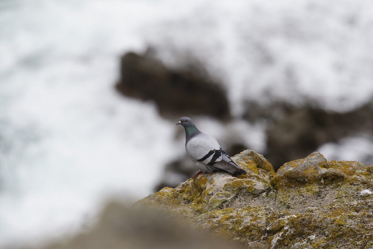 Rock Pigeon (Feral Pigeon) - ML556421651