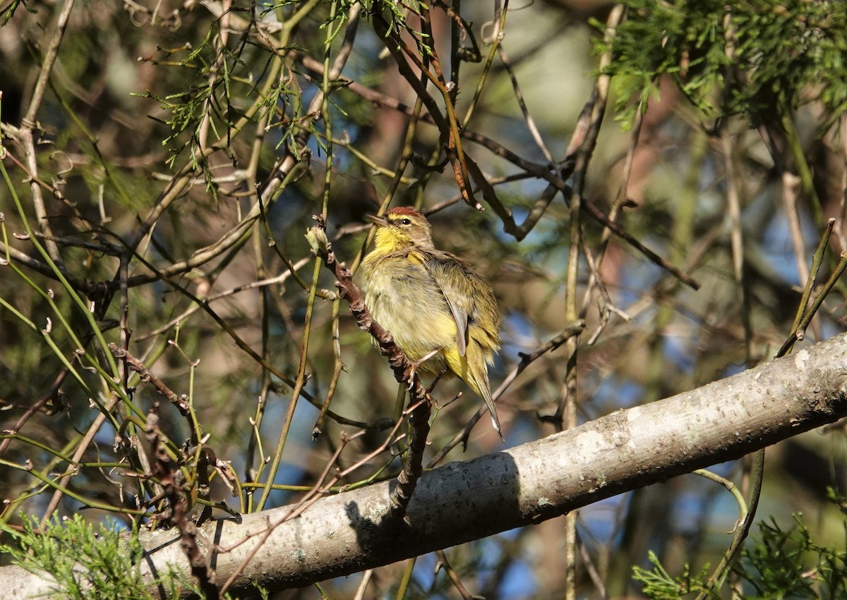 Palm Warbler - ML556421671