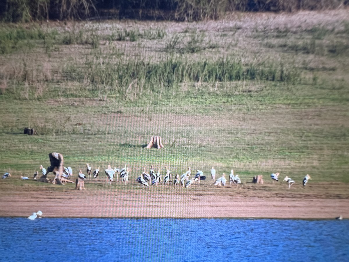 Painted Stork - ML556422231