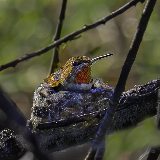 Anna's Hummingbird - Cathy Severson