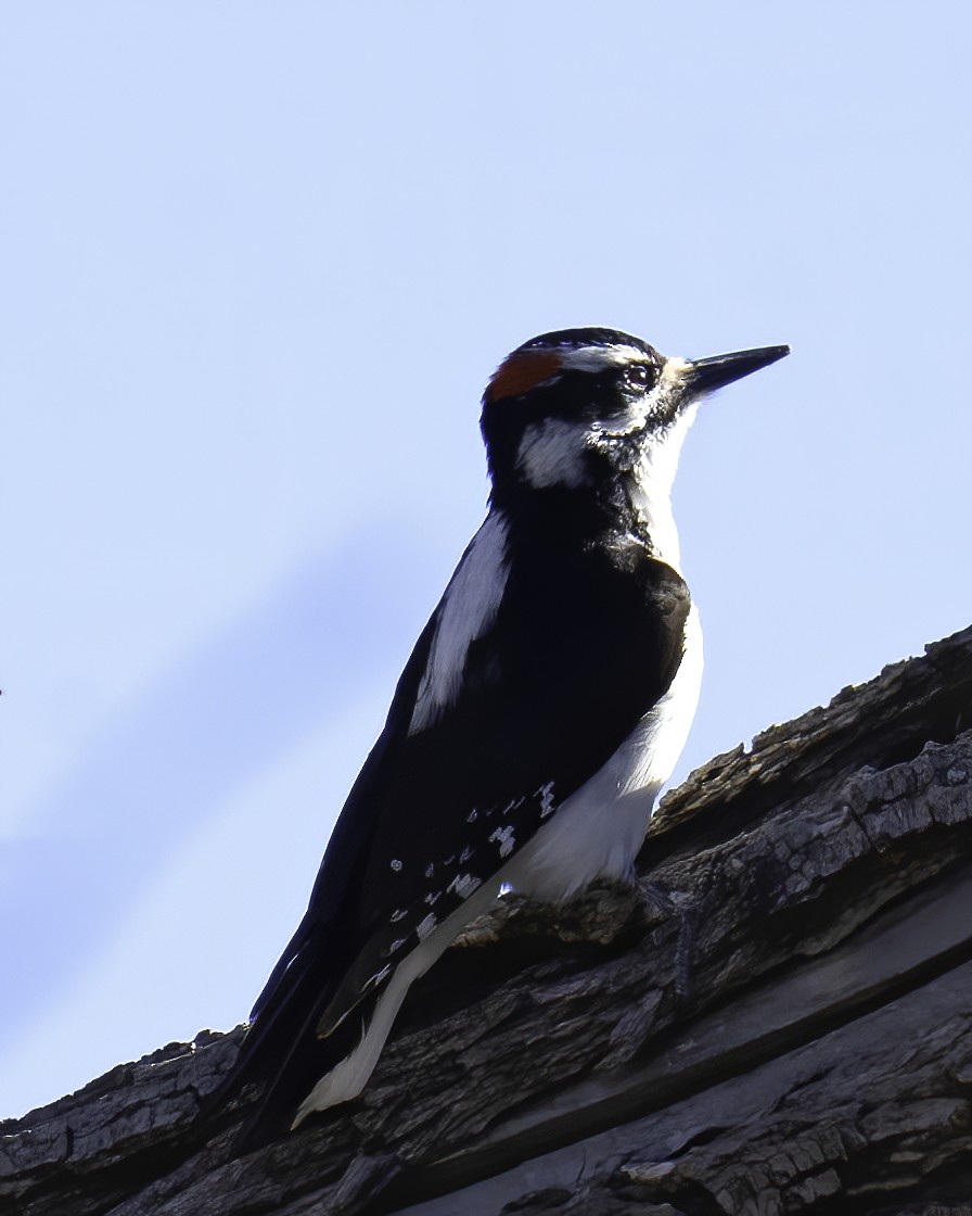 Hairy Woodpecker - ML556422921