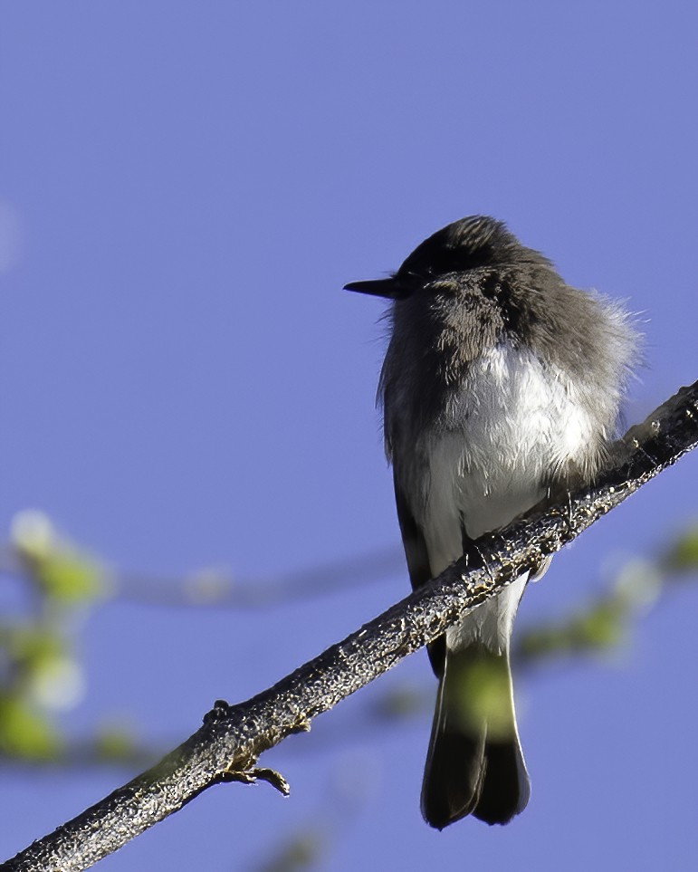 Black Phoebe - Cathy Severson