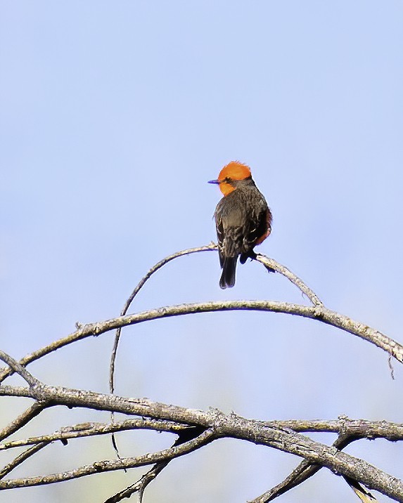 Vermilion Flycatcher - Cathy Severson