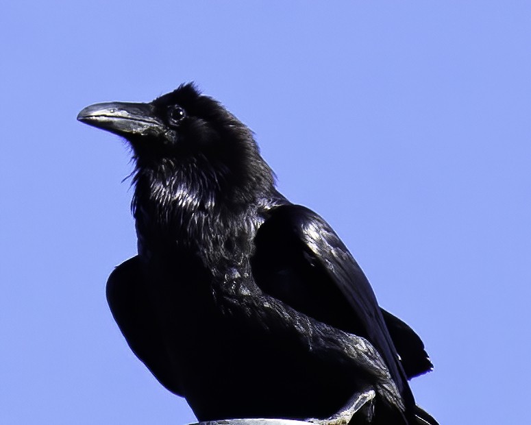 Common Raven - Cathy Severson