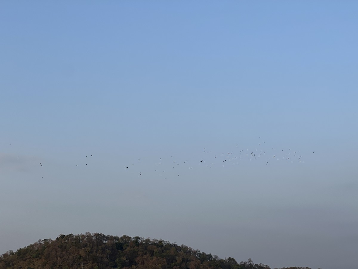 Western Yellow Wagtail - ML556423241