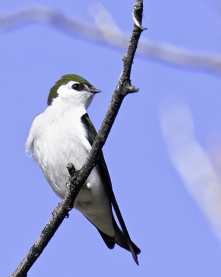 Hirondelle à face blanche - ML556423261