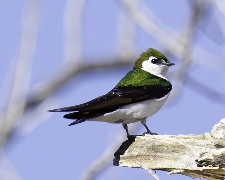 Hirondelle à face blanche - ML556423271