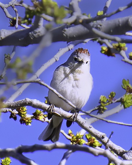 Lucy's Warbler - Cathy Severson