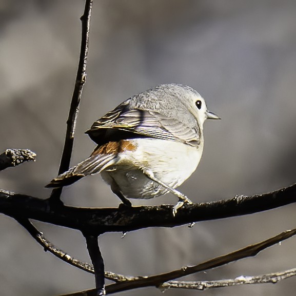 Lucy's Warbler - Cathy Severson