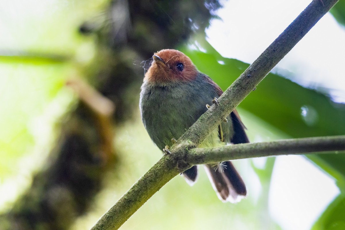 Tyranneau à tête rousse - ML556424491